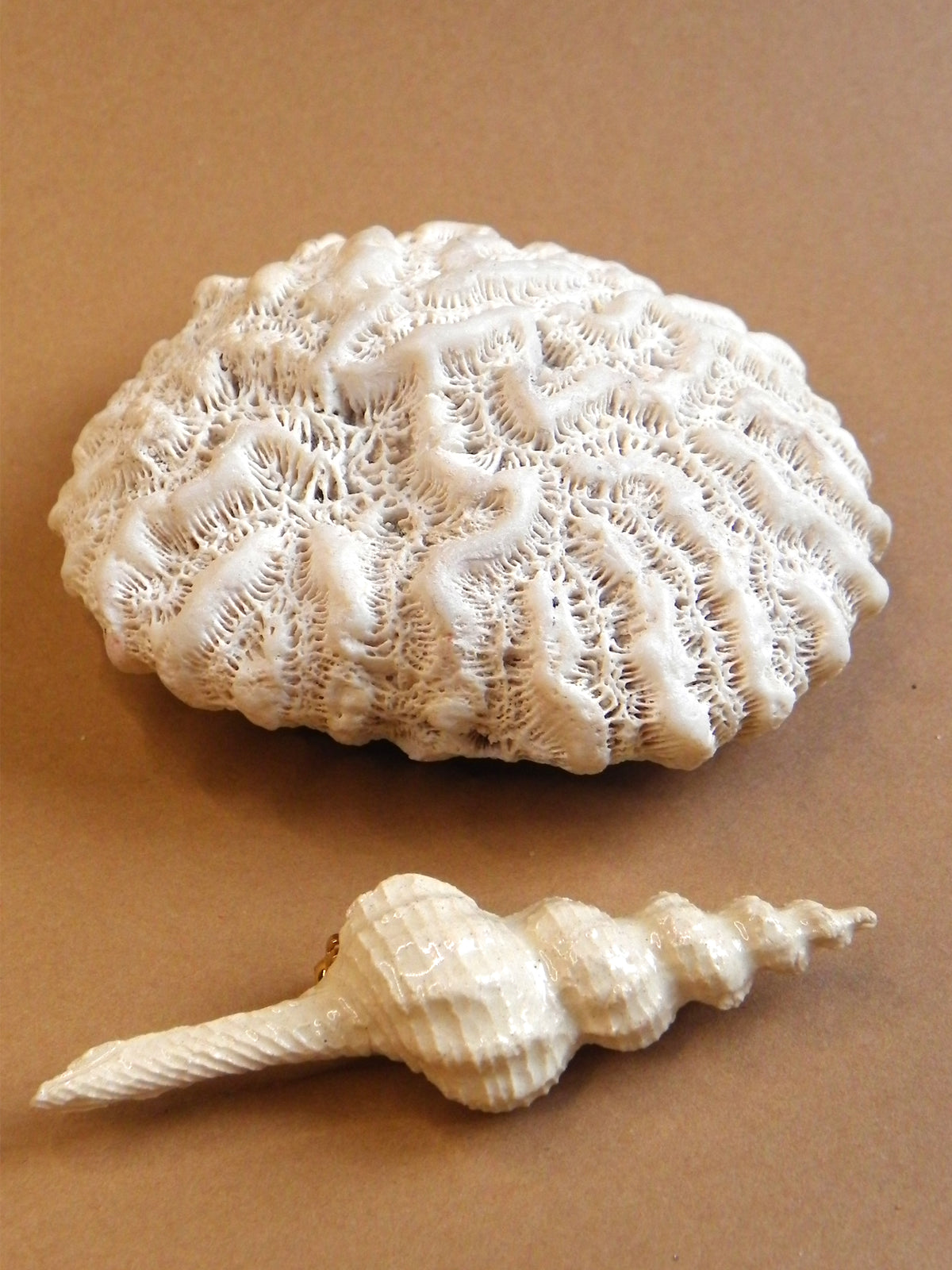 TRITÓN